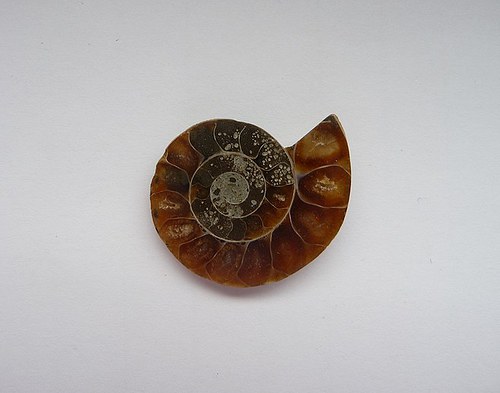 Amonit (24x20x4mm) 1ks