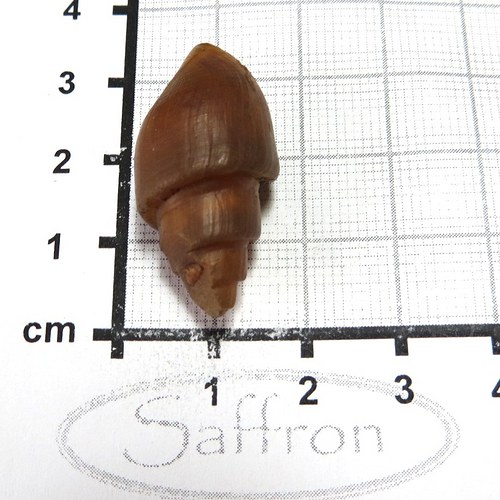 Fosilní mušle - chalcedonová č.2 — foto 1