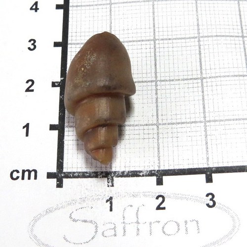 Fosilní mušle - chalcedonová č.3 — foto 1