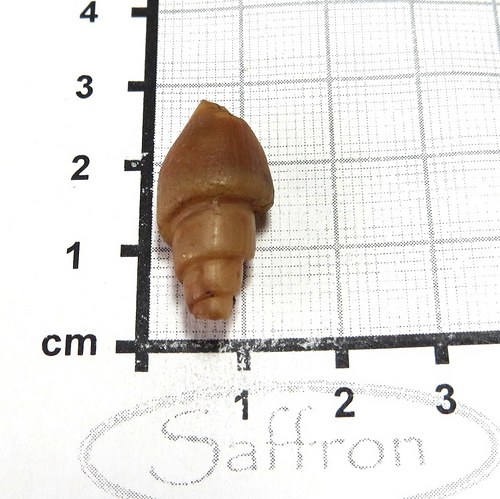 Fosilní mušle - chalcedonová č.4 — foto 1
