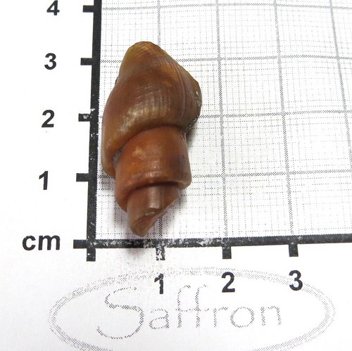 Fosilní mušle - chalcedonová č.6 — foto 1