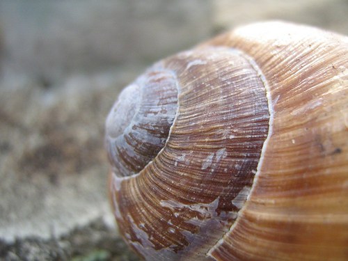 Šnečí ulity — foto 1