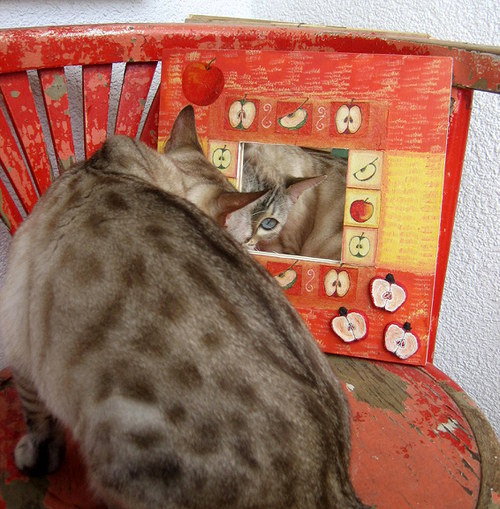 Zrcadlo s jablky — foto 1