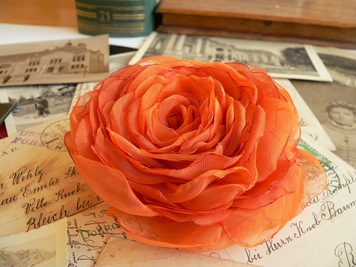 Where the wild roses grow — foto 1