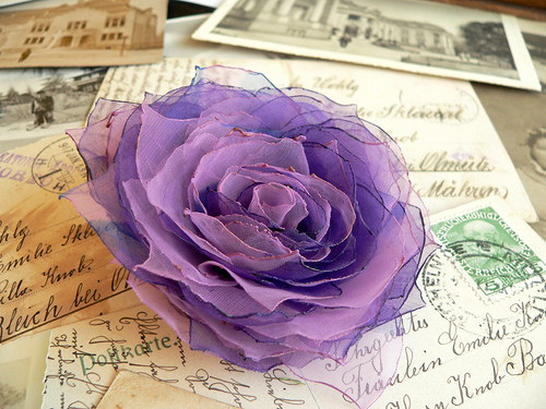 Where the wild roses grow — foto 1