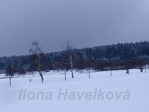 TANČÍCÍ BŘÍZY