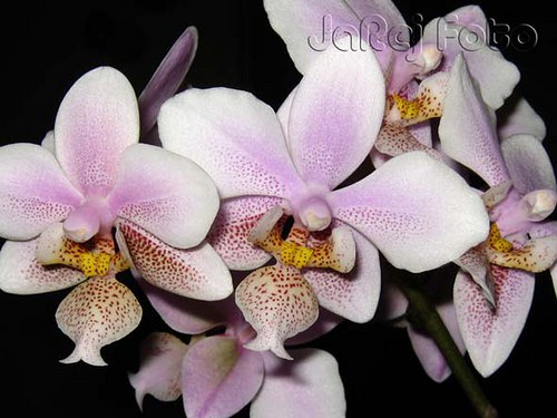 Orchidej