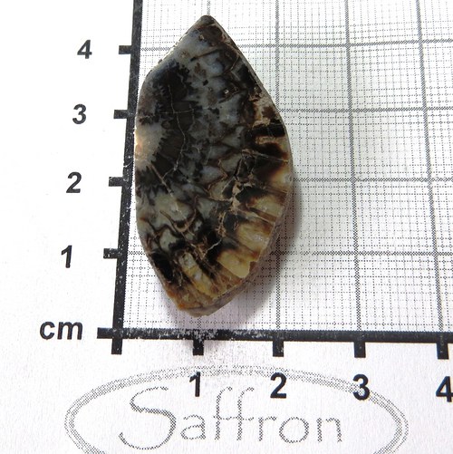 Fosilní šiška Araucaria č.4 — foto 1