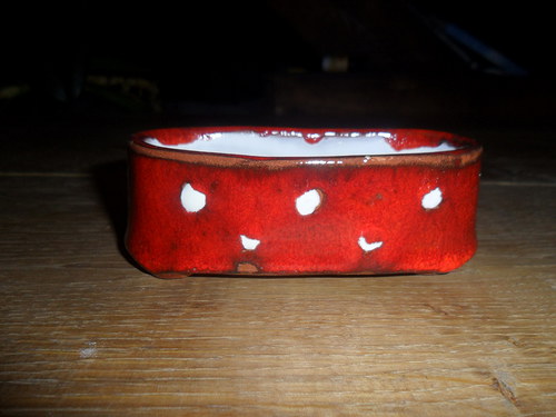 Mýdlenka stojací puntíkatá — foto 1
