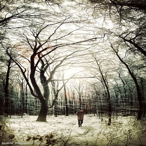 In The Woods II