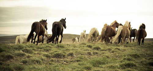 Icelandic horses - na přání — foto 1