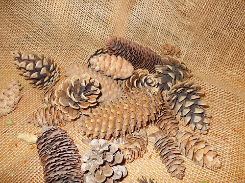 Šiškové zákoutí