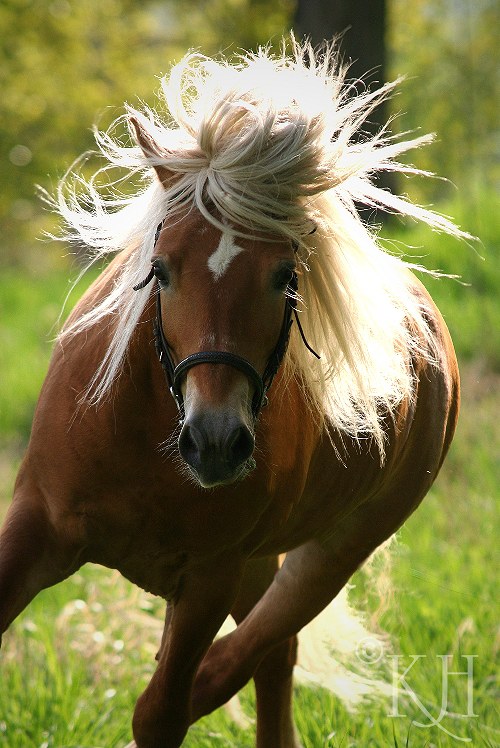 Blondýn — foto 1