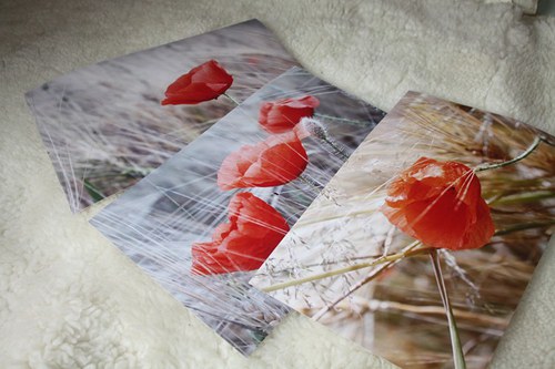 Máky - fotografie A4 — foto 1