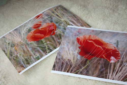 Máky - fotografie A4 s rámečkem — foto 1