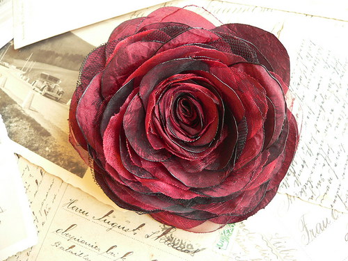 Where the wild roses grow — foto 1