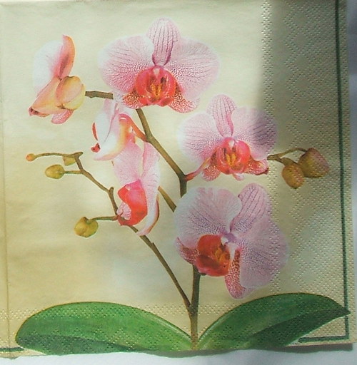 Orchidej — foto 1