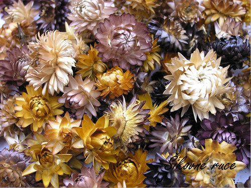 Sušené slaměnky-Helichrysum — foto 1