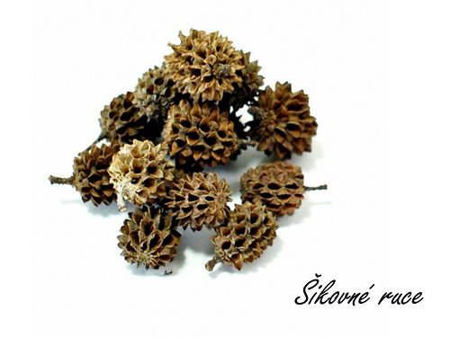 Casurina plody 250g — foto 1
