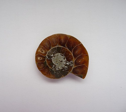 Amonit (24x20x4mm) 1ks — foto 1