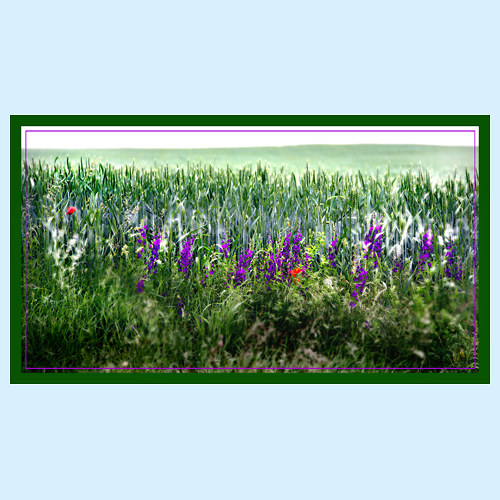 LOUKA S LUPINUSY 0018 - 4568