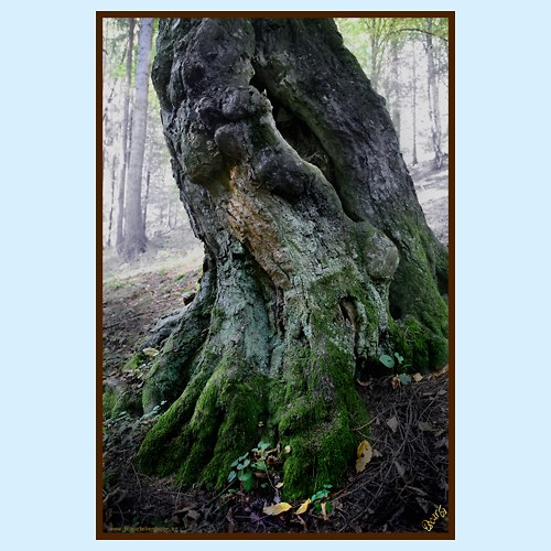 STROMY - PAMĚŤ 0029 - 6033