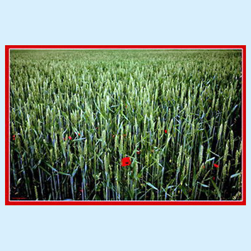 PROVOKATÉR 0033 - 15_016