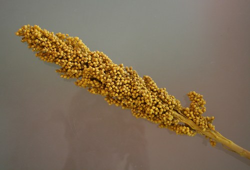 Sušina - Indian corn - žlutý — foto 1