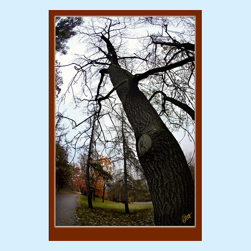 VĚTVE 0123 - 6468