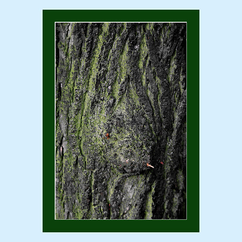 ASOCIACE 0130 - 8621