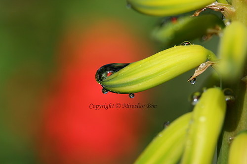 Aloe — foto 1