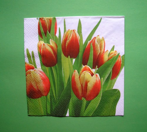 Tulipány na bílé — foto 1