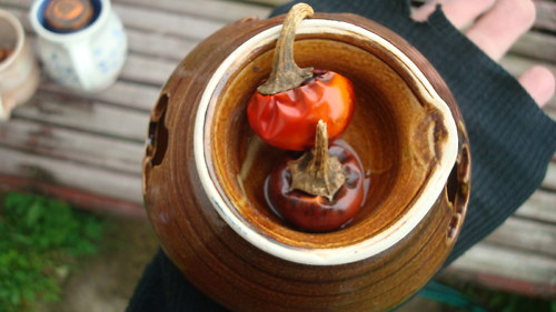 Lampička paprička — foto 1