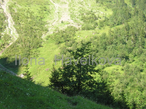 Kravičky
