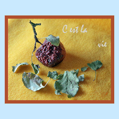 Cest la vie 0180 - 6965 — foto 1