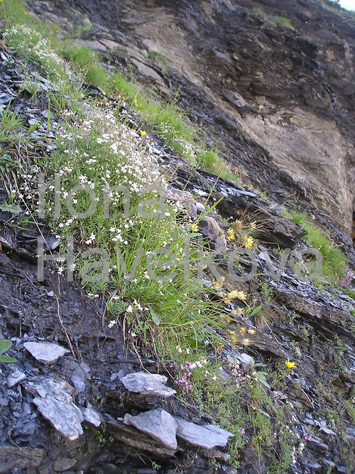 Skalničky