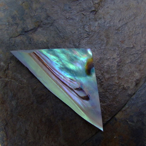 Paua mušle 57x28 — foto 1
