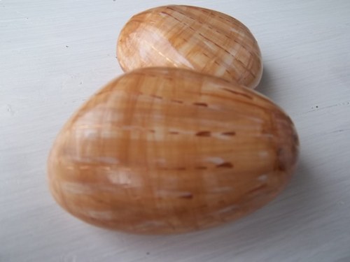 Dochucovací škeble — foto 1