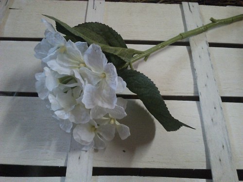 Hortenzie bílá — foto 1