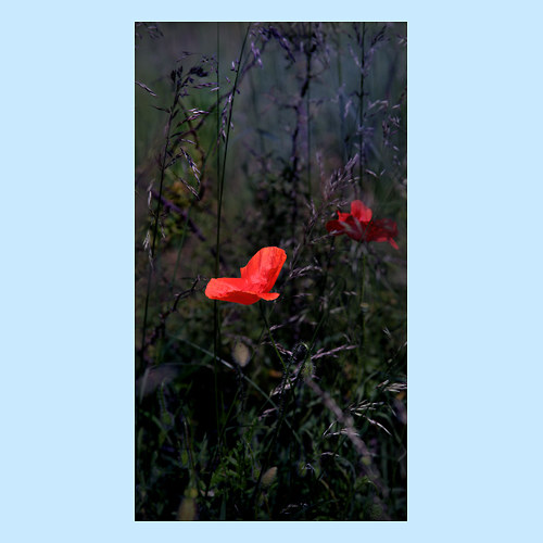 MOTÝLI NOCI 0186 - 8432