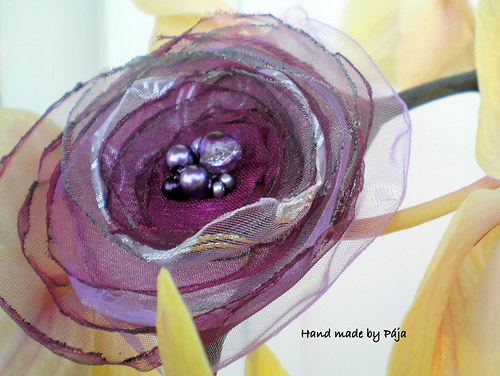 Gerbera fialová II. — foto 1