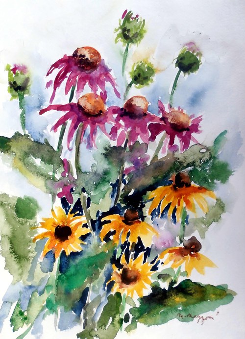 Echinacey, rudbeckie — foto 1