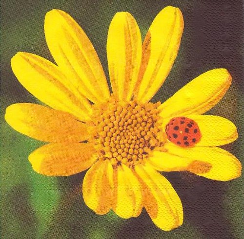 Ubrousek - beruška na květině