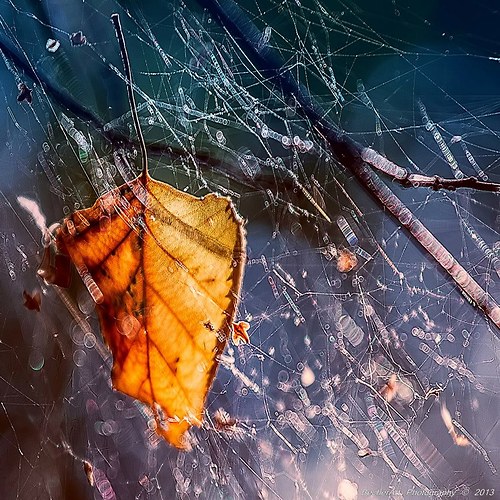 Autumn Memories VI