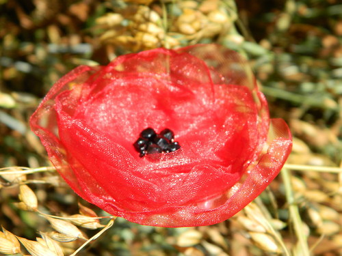 Vlčí mák — foto 1