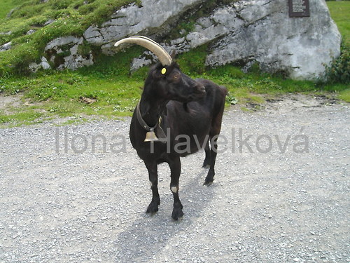 Kozel