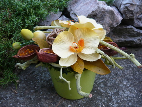 Žlutá orchidea — foto 1