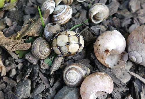 Měňavka č.2 — foto 1