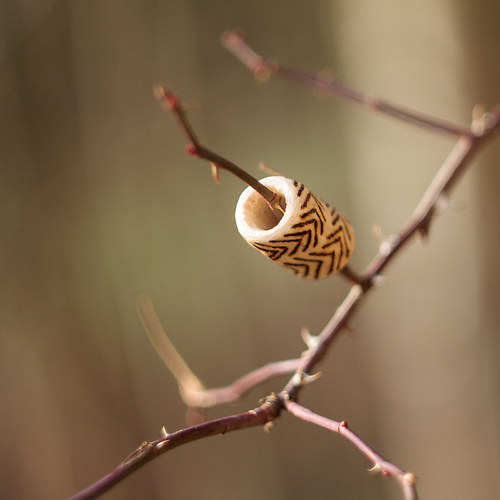 Do dredu korál 1 — foto 1