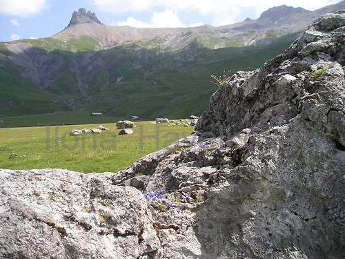 Zvonky